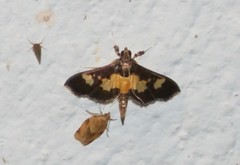 Salbia zena