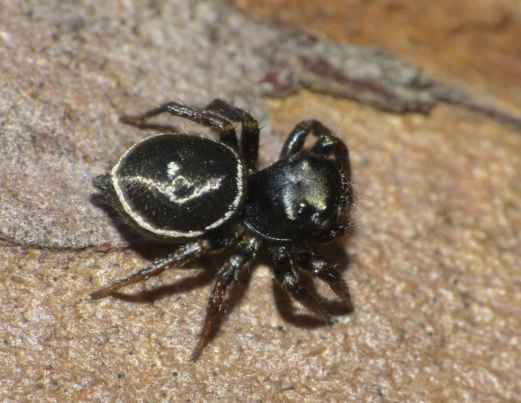 Ant-eater Jumping Spider