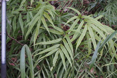 Pteris cretica