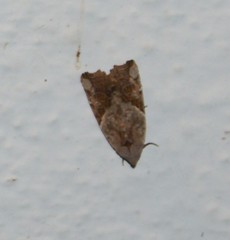 Gonodes