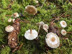 Baeospora
