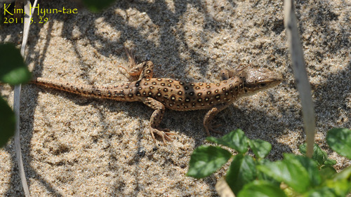 Mongolia Racerunner