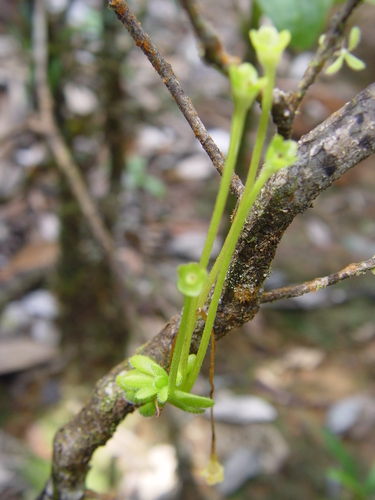 Pinguicula lignicola