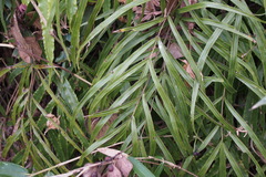 Pteris cretica