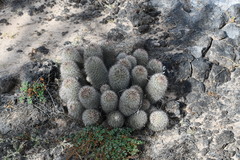 Mammillaria dioica