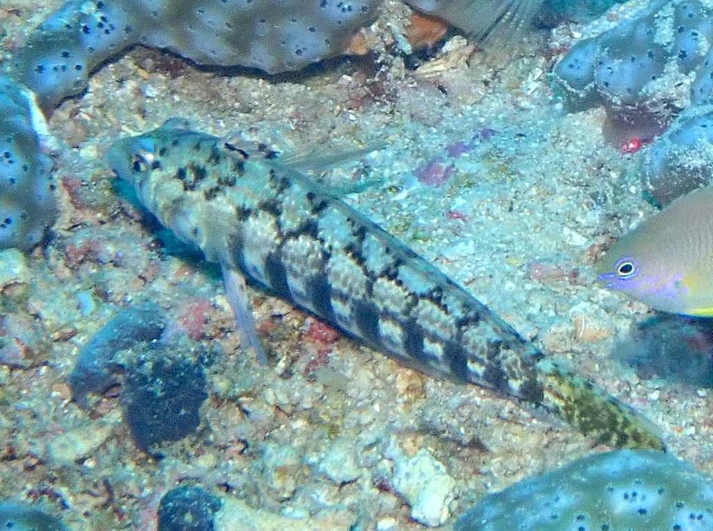 Cylindrical sandperch