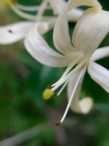 Lonicera caprifolium