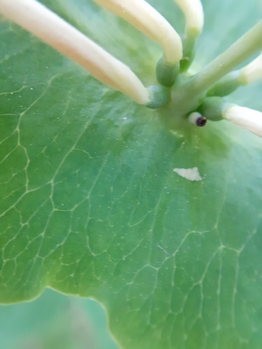 Lonicera caprifolium