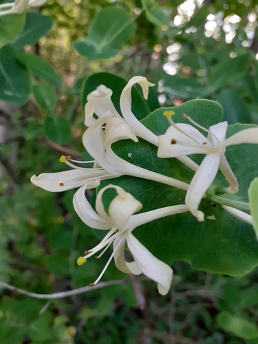 Lonicera caprifolium