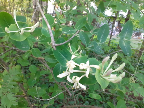 Lonicera caprifolium