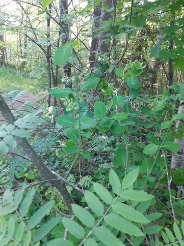 Lonicera caprifolium