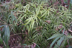 Pteris cretica
