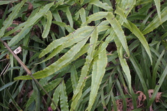 Pteris cretica