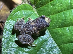 Buea Screeching Frog photo 2