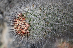 Mammillaria dioica