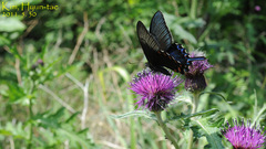 Papilio dehaanii