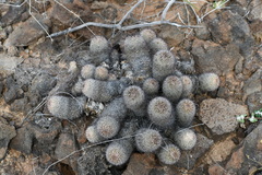 Mammillaria dioica