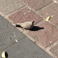 Columbina inca