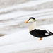 Pacific Common Eider - Photo (c) Sam Denenberg, some rights reserved (CC BY-NC), uploaded by Sam Denenberg