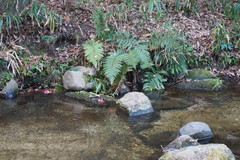 Polystichum polyblepharum