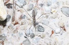 Paralimnophila