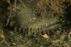 Batrachomoeus dubius
