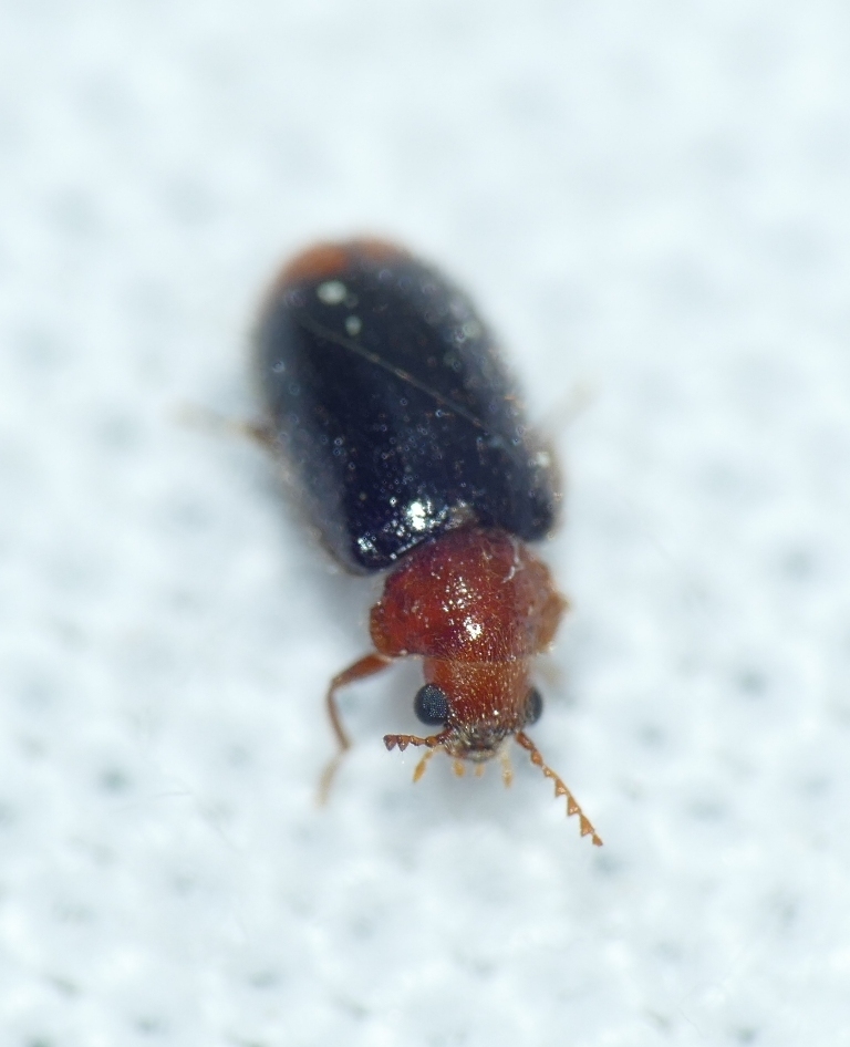 Ochina latreillii