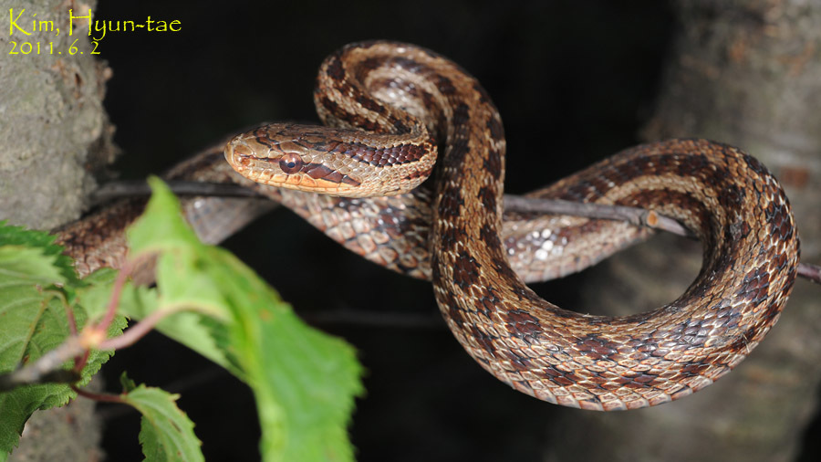 Steppes Ratsnake