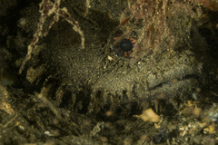 Batrachomoeus dubius
