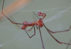 Argyrodes fissifrons