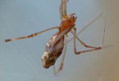 Argyrodes fissifrons