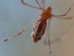 Argyrodes fissifrons