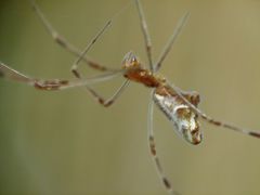 Argyrodes fissifrons