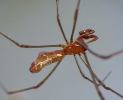 Argyrodes fissifrons