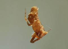 Argyrodes fissifrons