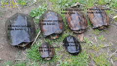Mauremys reevesii