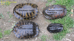 Mauremys reevesii