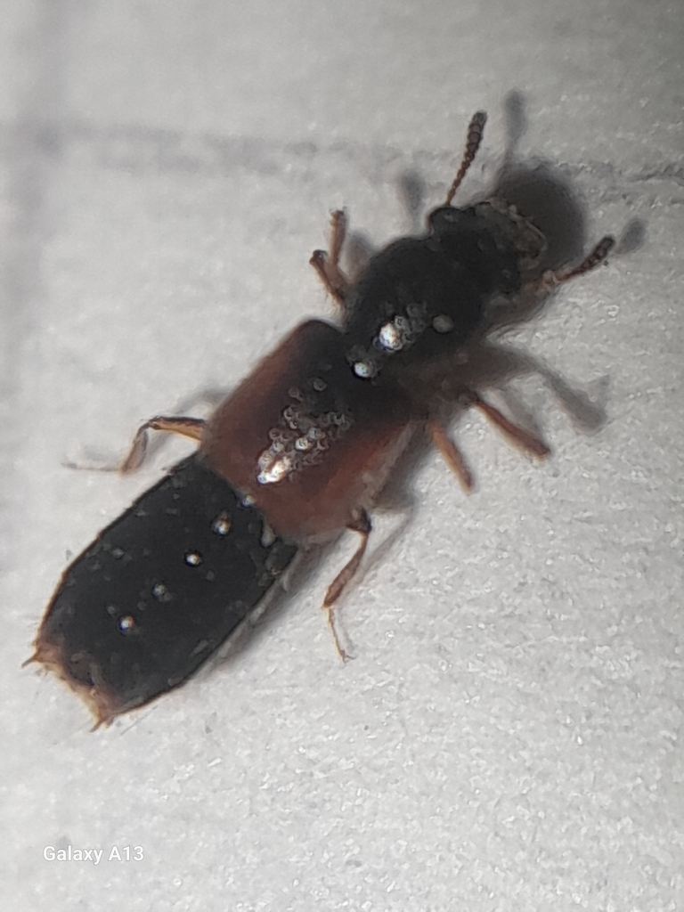 Bledius philadelphicus