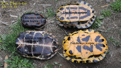 Mauremys reevesii