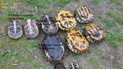 Mauremys reevesii