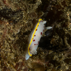 Goniobranchus hunterae