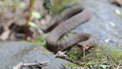 Gloydius ussuriensis