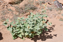 Sphaeralcea hainesii