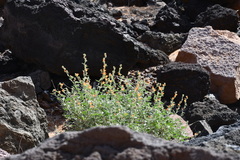 Sphaeralcea hainesii