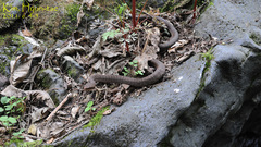 Gloydius ussuriensis