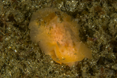 Doriopsilla peculiaris