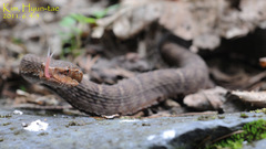 Gloydius ussuriensis