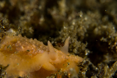 Doriopsilla peculiaris