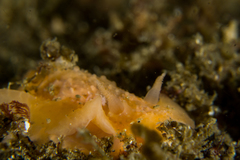 Doriopsilla peculiaris