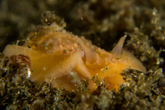 Doriopsilla peculiaris